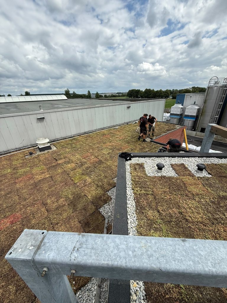 sedum dak aanleggen
